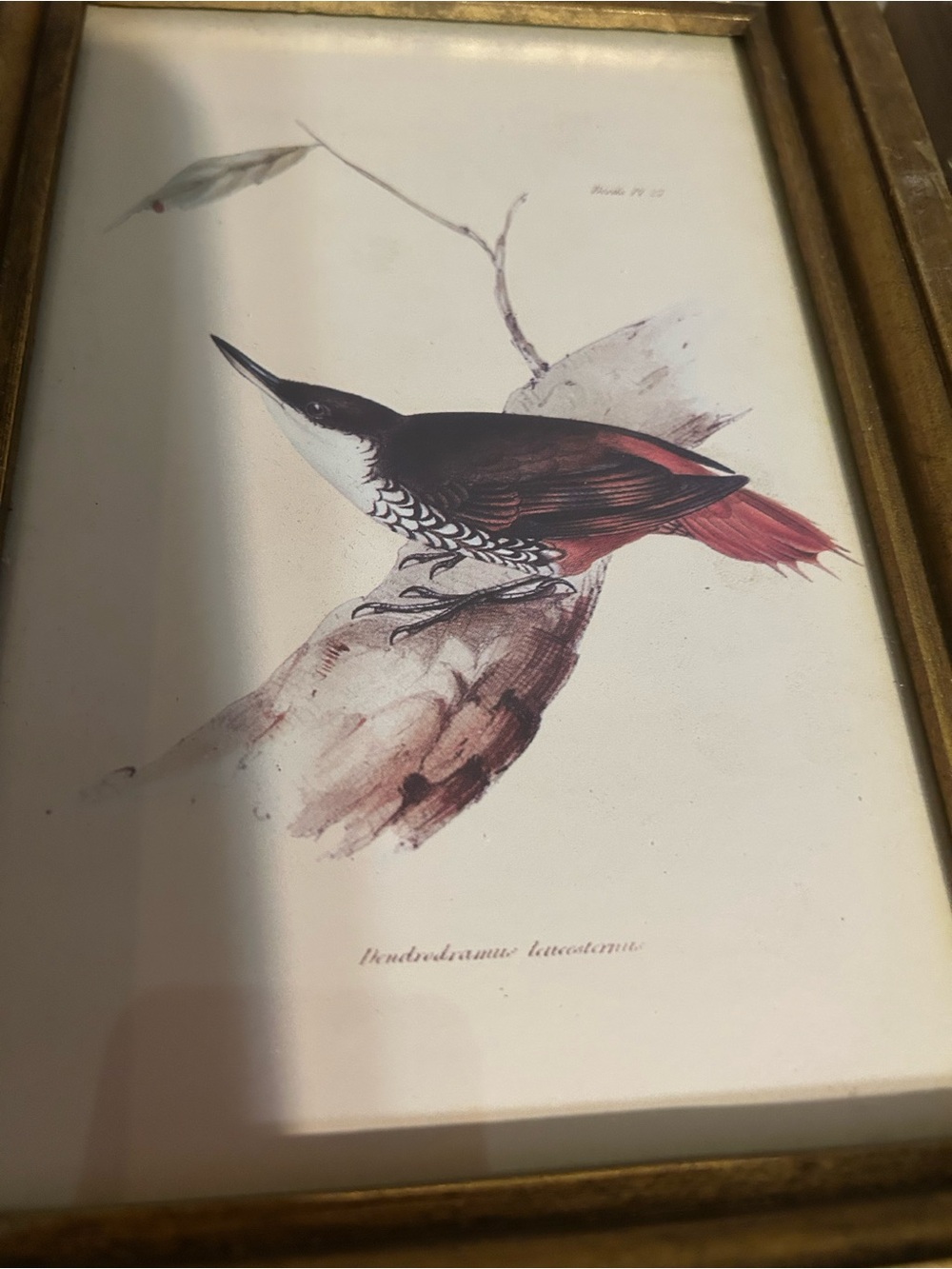 Ornithological Bird Illustration Print - Red and Black